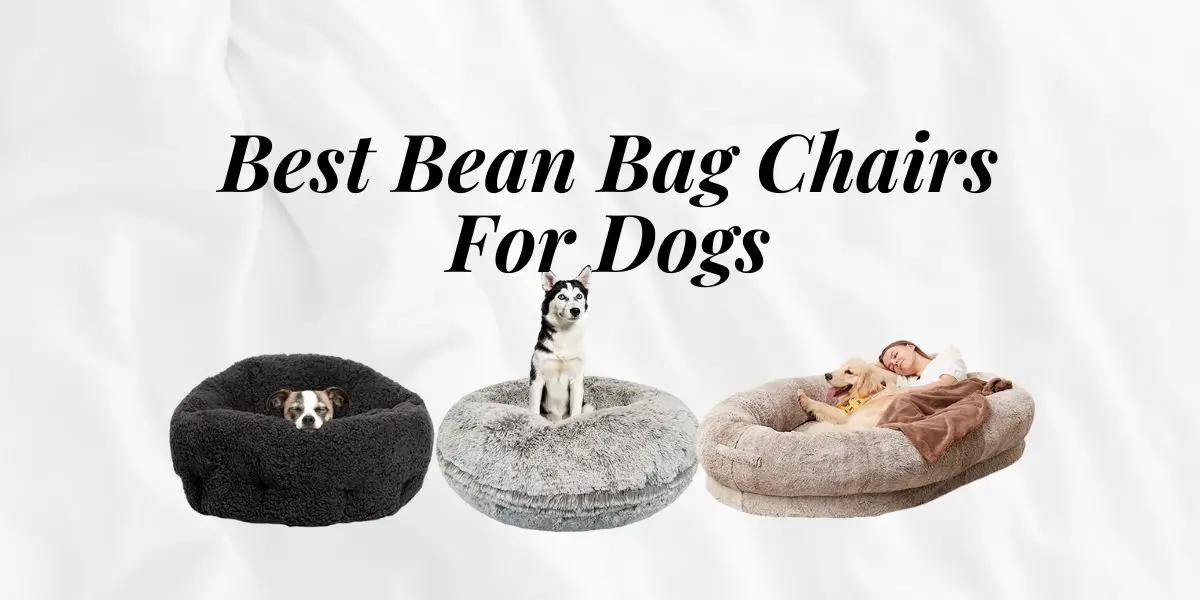 Best Bean Bag Chairs For Dogs