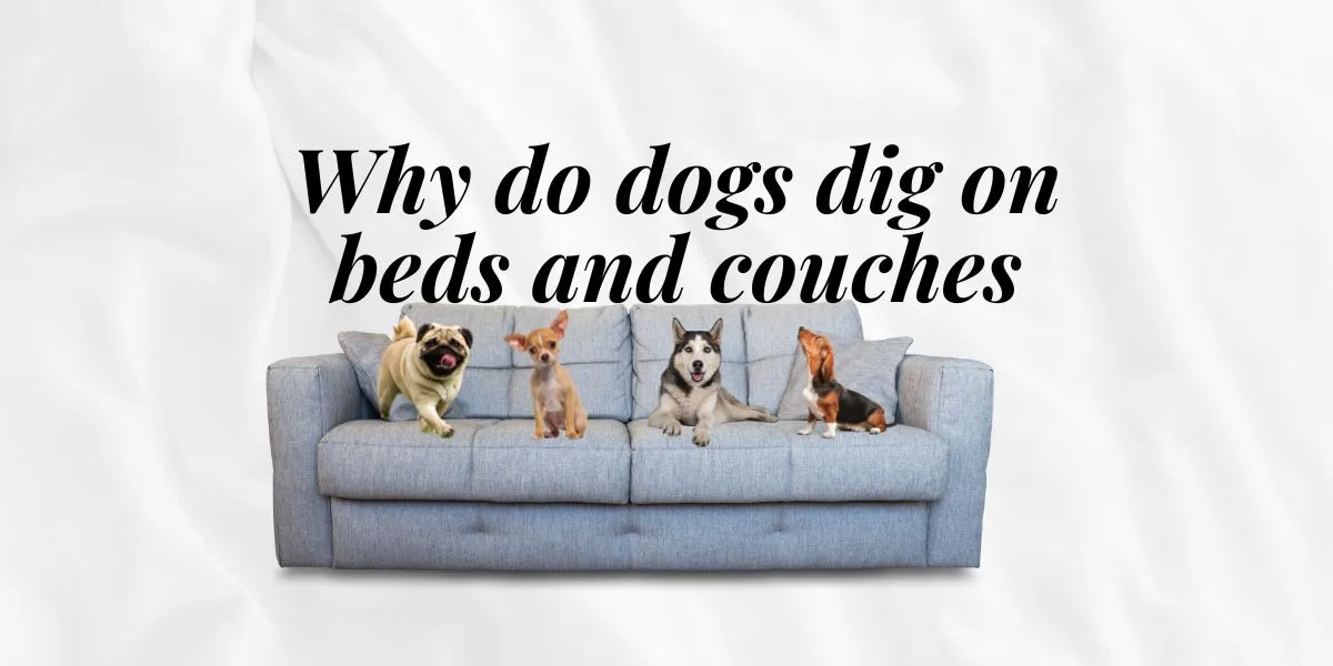Why do dogs dig on beds and couches